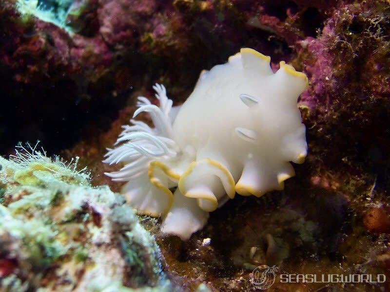 メレンゲウミウシ Ardeadoris egretta