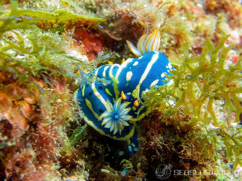 アオウミウシ Hypselodoris festiva