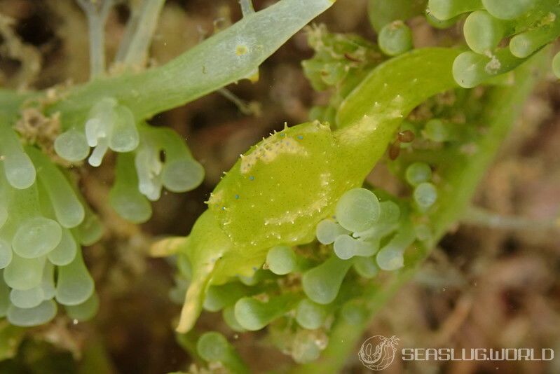 ナギサノツユ Oxynoe viridis