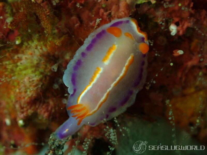 ハナイロウミウシ Thorunna florens