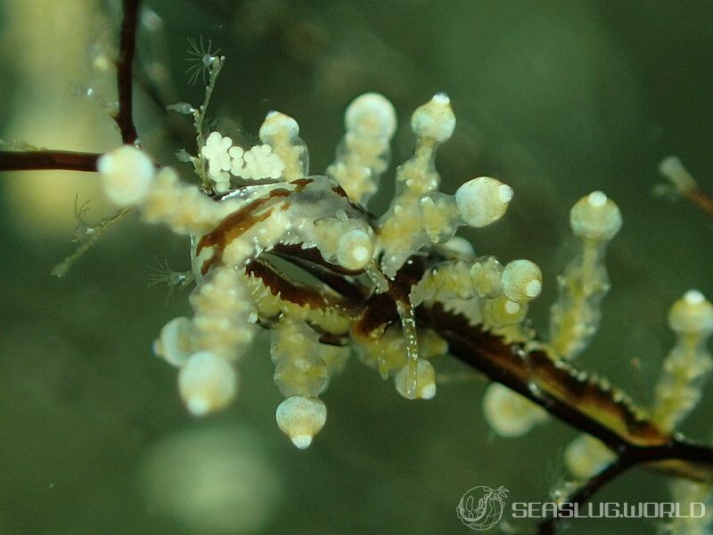 ヤマンバミノウミウシ Eubranchus putnami