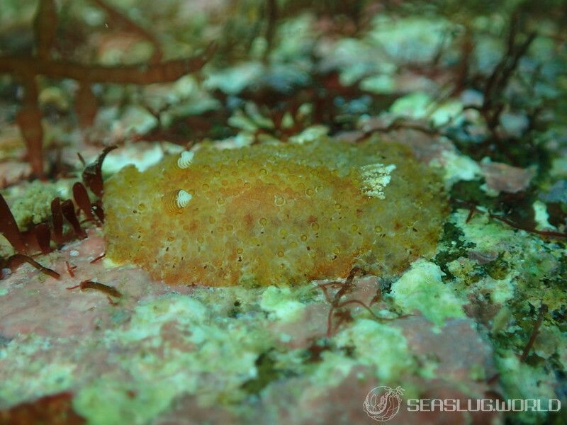 センリョウウミウシ Carminodoris bifurcata