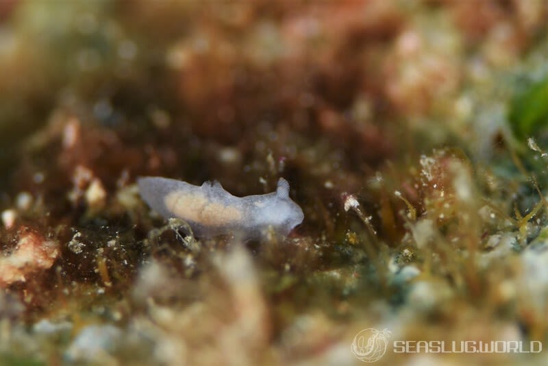 ウミヅタキヌハダウミウシ Gymnodoris sp. 7