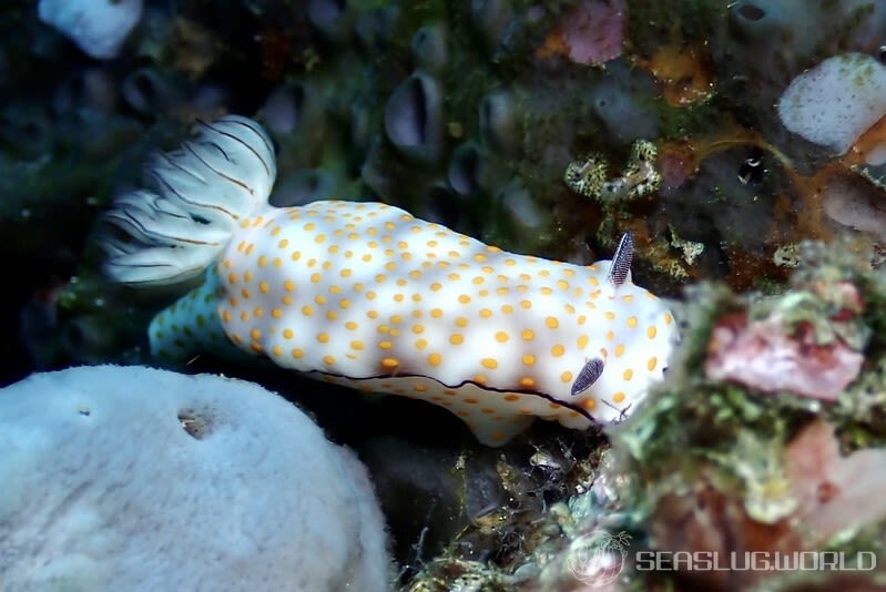 ヒュプセロドーリス・プルケッラ Hypselodoris pulchella