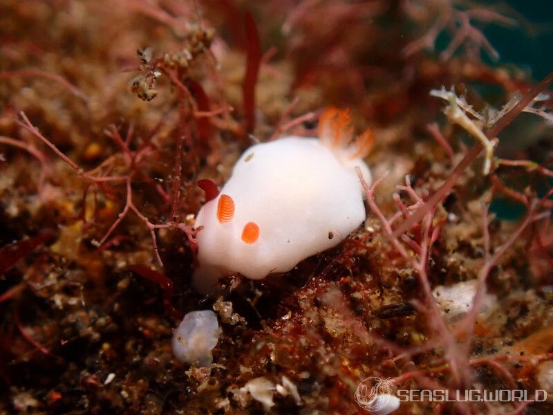 ユキウサギウミウシ Verconia hongkongiensis