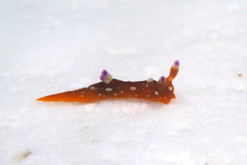 ニシキリュウグウウミウシ Martadoris limaciformis