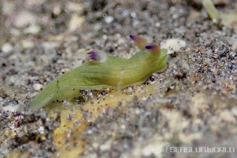 ニシキリュウグウウミウシ属の仲間 Tambja spp.