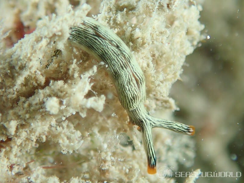 タスジミドリガイ Thuridilla gracilis