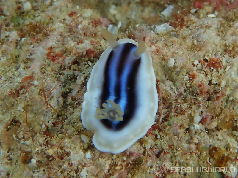 クロシオイロウミウシ Chromodoris sp. 3