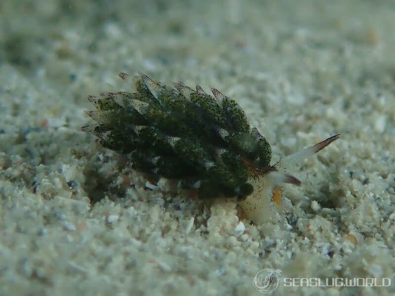 クサイロモウミウシ Costasiella paweli