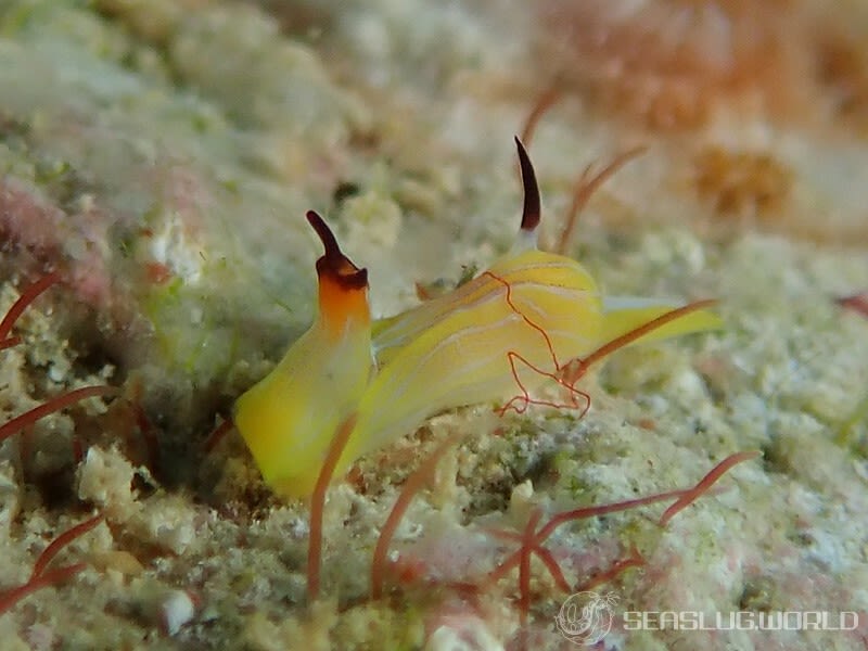 キマダラウミコチョウ Siphopteron tigrinum