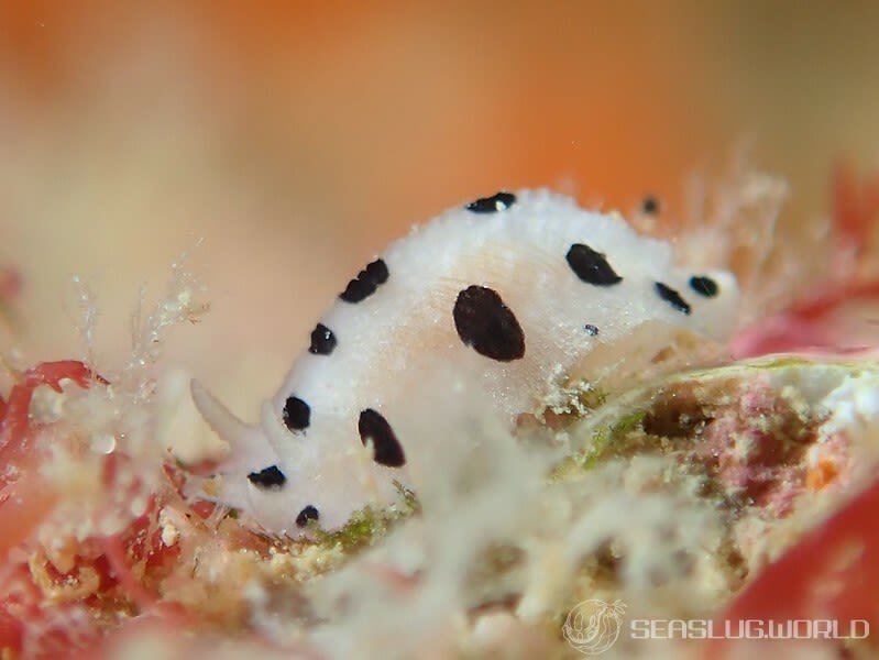 ミズタマイボウミウシ Phyllidia scottjohnsoni