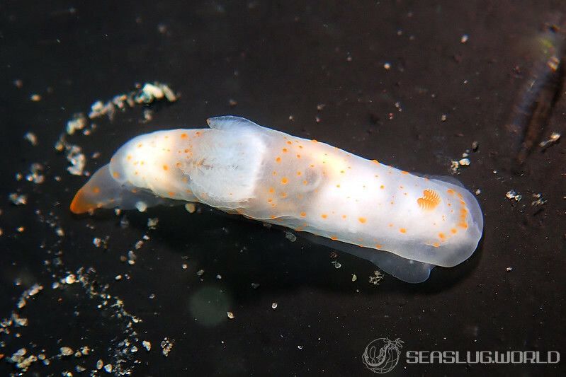 キヌハダウミウシ属の一種 18 Gymnodoris sp.18