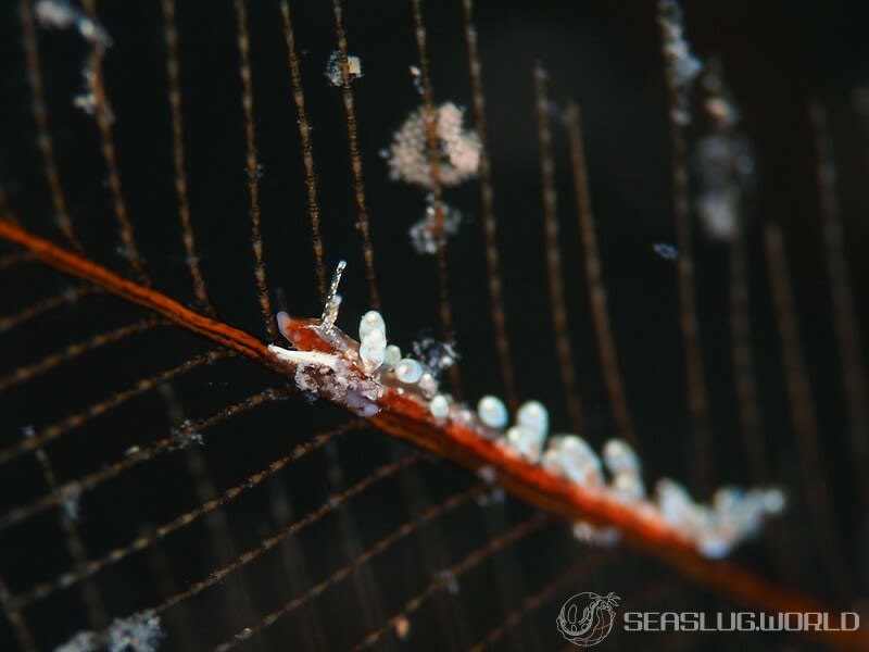 ホリミノウミウシ属の一種 3 Eubranchus sp. 3