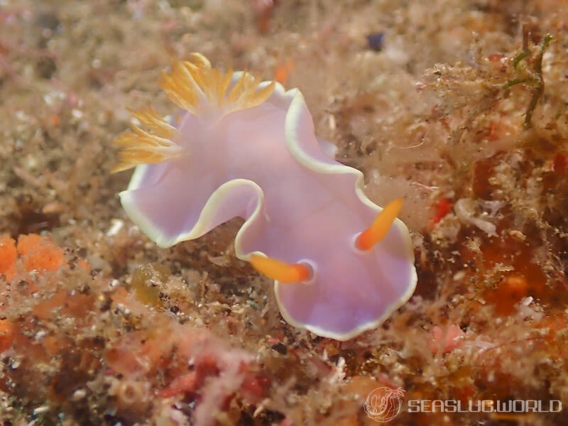 ヘキサブランクス・ギガンテウス Hexabranchus giganteus