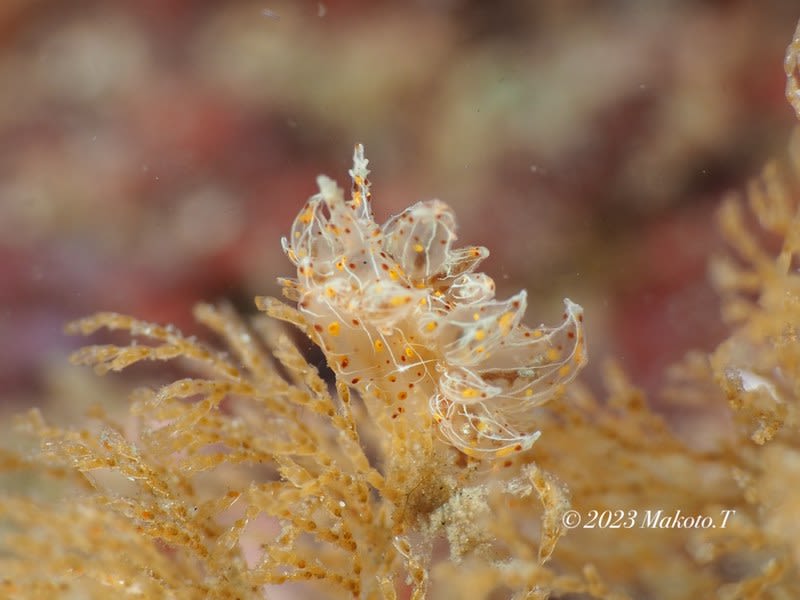 タマガワコヤナギウミウシ Janolus indicus