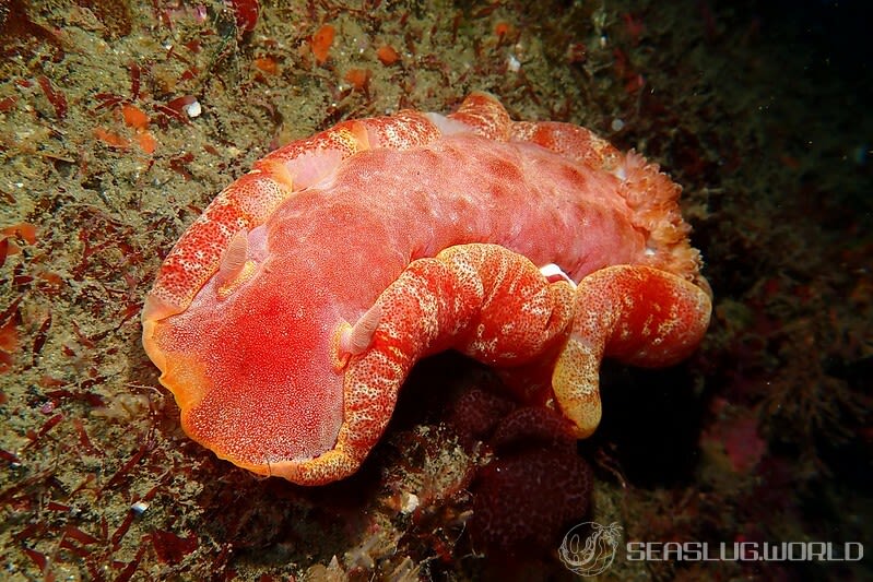 ミカドウミウシ Hexabranchus lacer