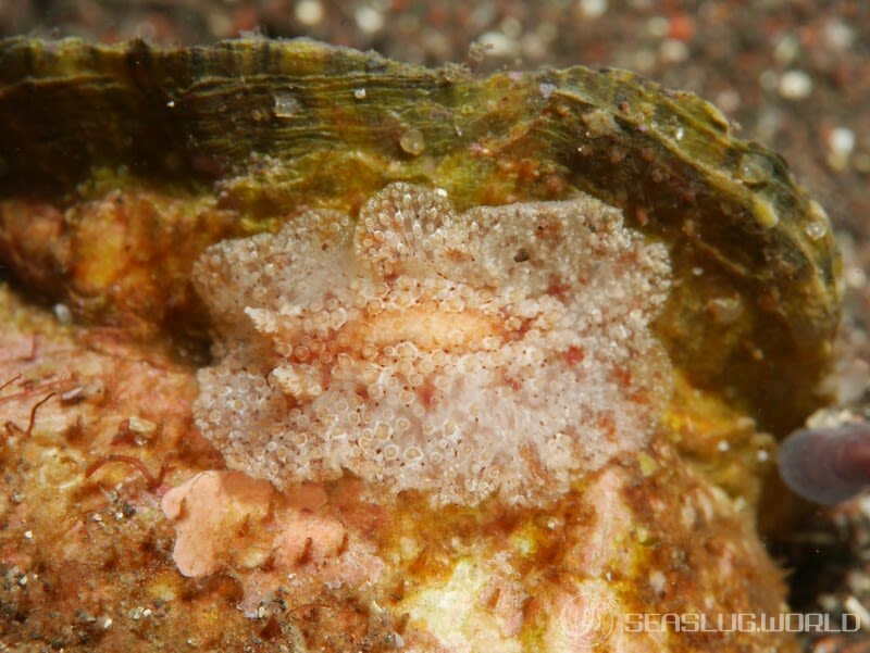 センリョウウミウシ Carminodoris bifurcata