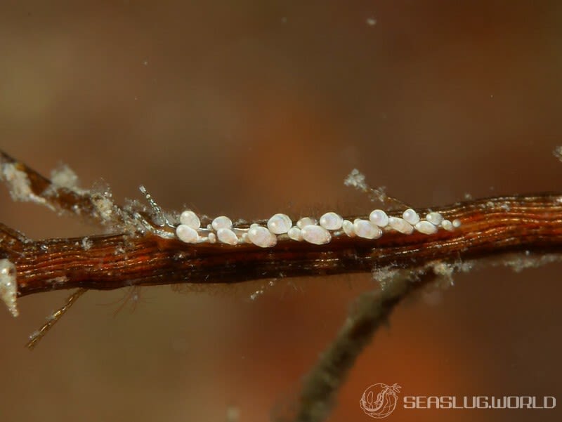 ホリミノウミウシ属の一種 3 Eubranchus sp. 3