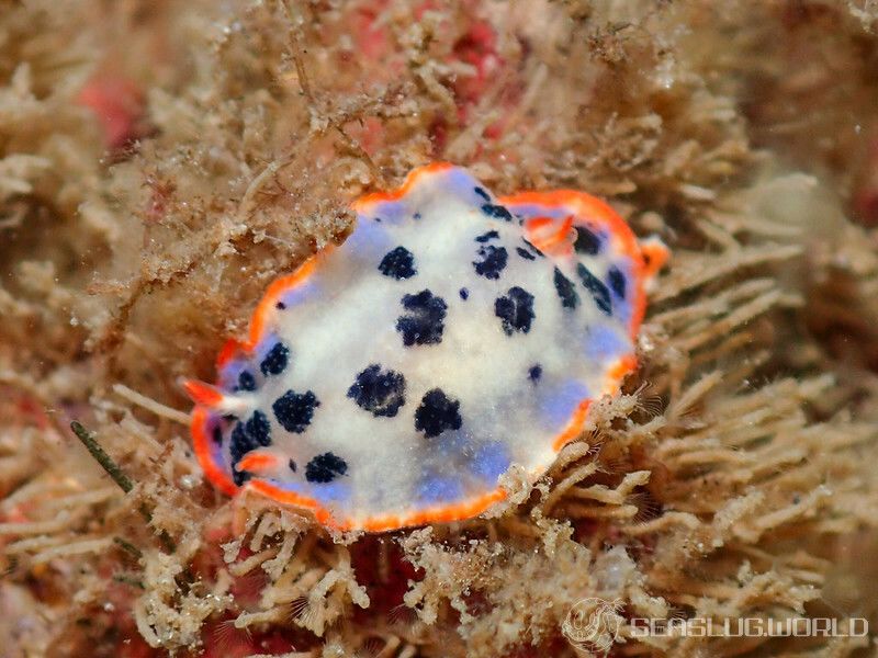 ウスイロウミウシ Hypselodoris placida