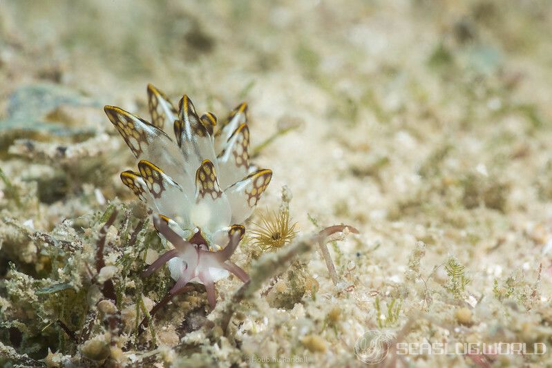 カノコウロコウミウシ Cyerce kikutarobabai