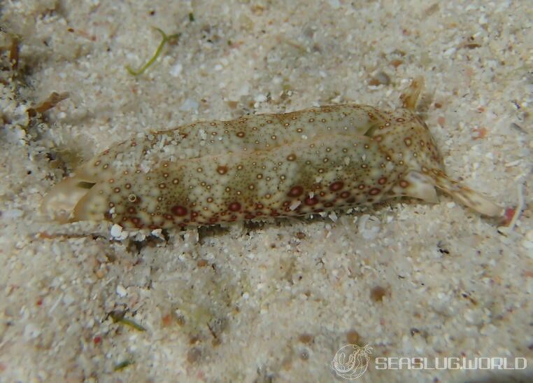 チドリミドリガイ Plakobranchus ocellatus