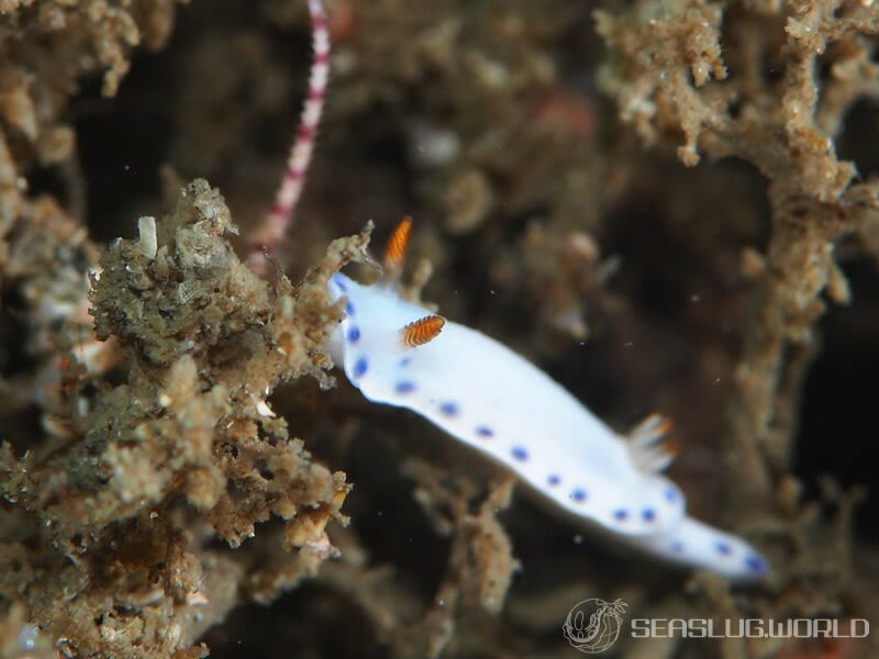 アオウミウシ属の一種 6 Hypselodoris sp. 6