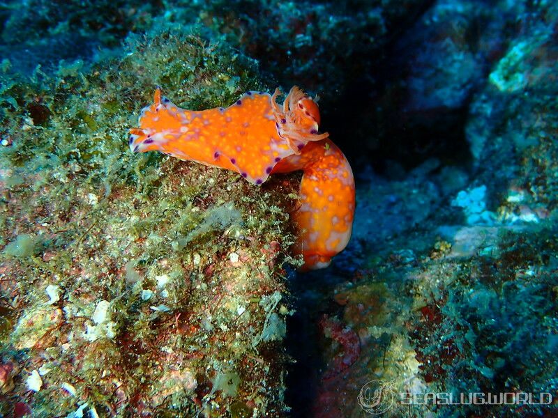 ニシキウミウシ Ceratosoma trilobatum