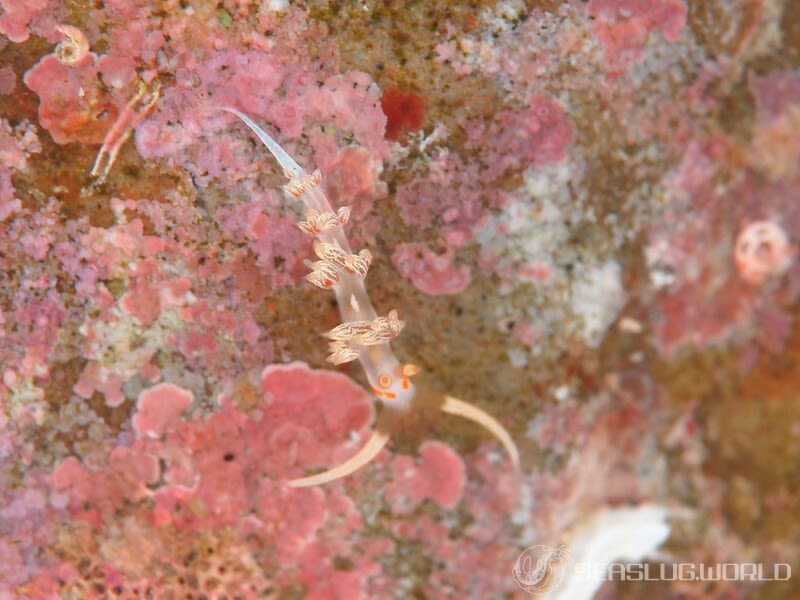 ハクセンミノウミウシ属の一種 3 Cratena sp. 3