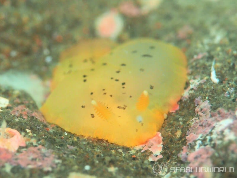 マダラウミウシ Dendrodoris fumata