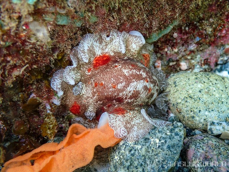 ユウゼンウミウシ Platydoris cruenta