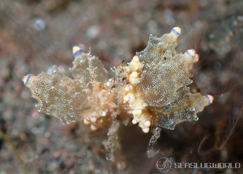 ツノトゲホリミノウミウシ Eubranchus rubropunctatus