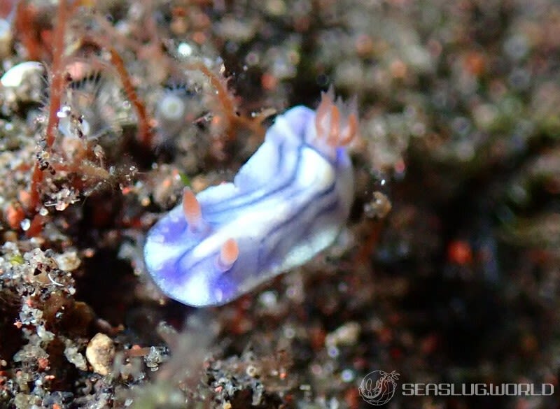 ソヨカゼイロウミウシ Hypselodoris zephyra