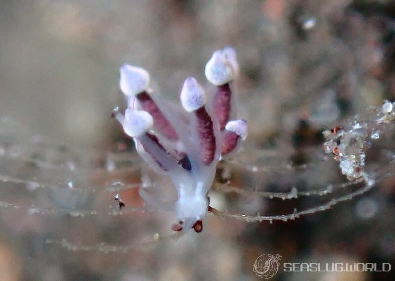 ホリミノウミウシ属の一種 27 Eubranchus sp.27