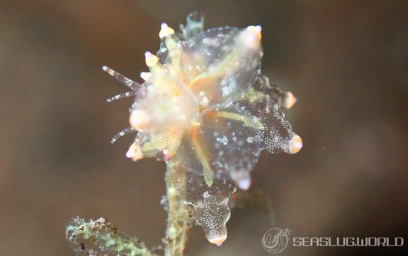 ホリミノウミウシ属の一種 2 Eubranchus sp. 2