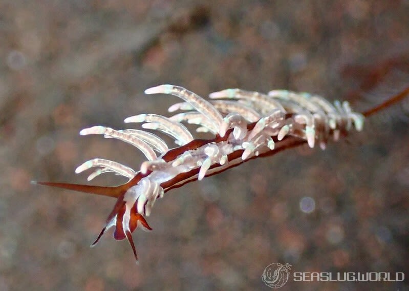 ホリミノウミウシ属の一種 13 Eubranchus sp.13