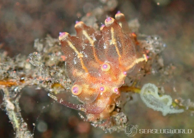 ホリミノウミウシ属の一種 2 Eubranchus sp. 2