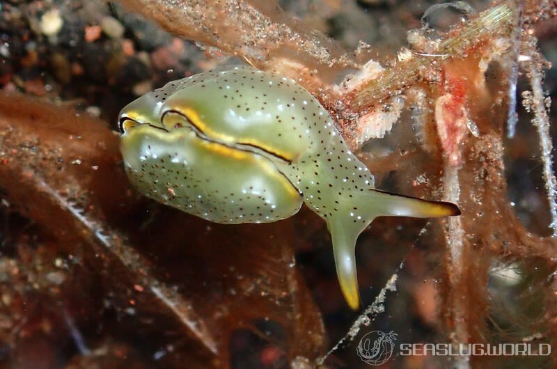 コノハミドリガイ Elysia marginata