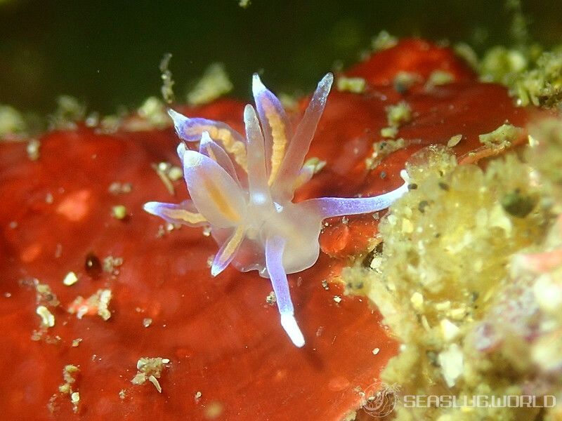 オパールミノウミウシ Phyllodesmium opalescens