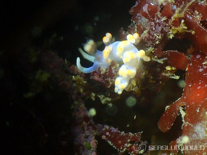 ケラマミノウミウシ Samla bicolor