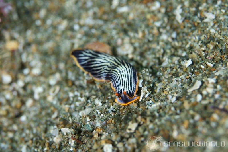 タテジマウミウシ科の仲間 Arminidae spp.