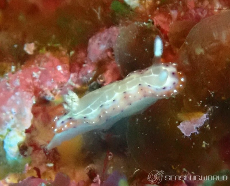 セトイロウミウシ Goniobranchus setoensis