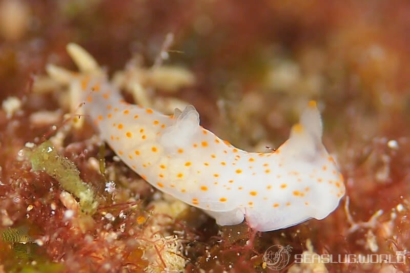 キヌハダウミウシ属の一種 31 Gymnodoris sp.31