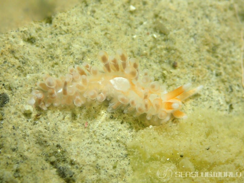 ミノウミウシ Anteaeolidiella takanosimensis