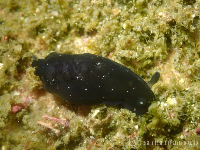 ホンクロシタナシウミウシ Dendrodoris nigra