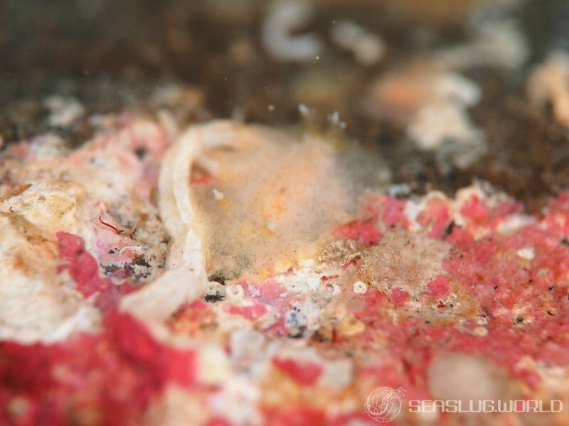 センリョウウミウシ Carminodoris bifurcata