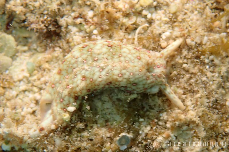 チドリミドリガイ Plakobranchus ocellatus