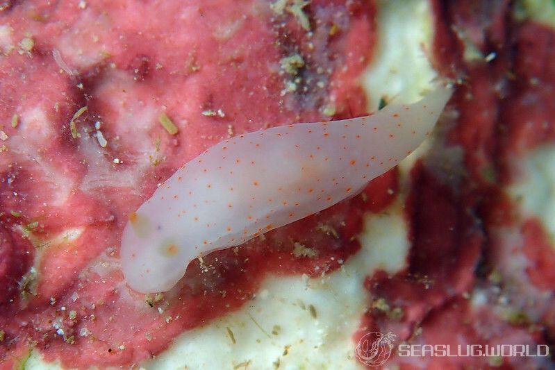 キヌハダウミウシ属の一種 31 Gymnodoris sp.31