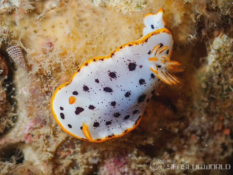 シロウミウシ Chromodoris orientalis