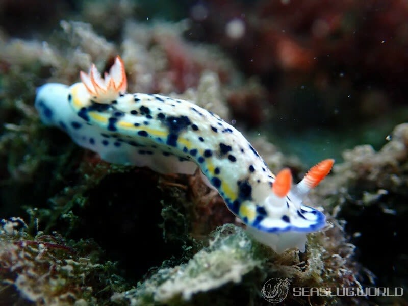 サガミイロウミウシ Hypselodoris sagamiensis